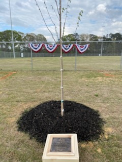 Liberty Tree